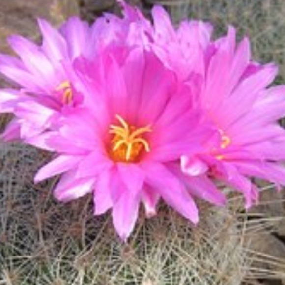 desertrosebud